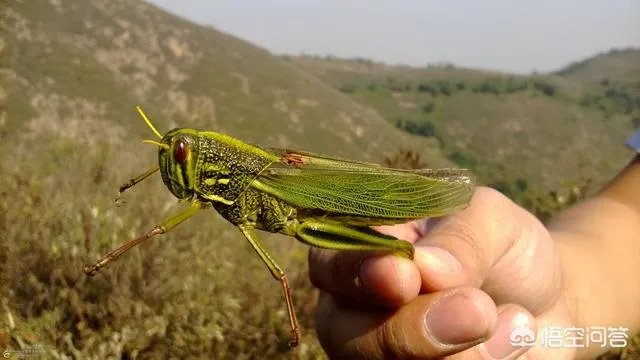 你认为农村养殖蝗虫前景怎么样?