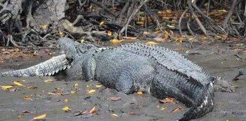 豹子为什么敢吃鳄鱼