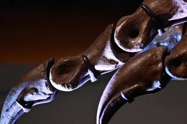 全球最大霸王龙化石拍出天价，化石文物为啥可以拍卖？