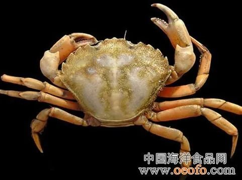 巨大拟滨蟹的介绍