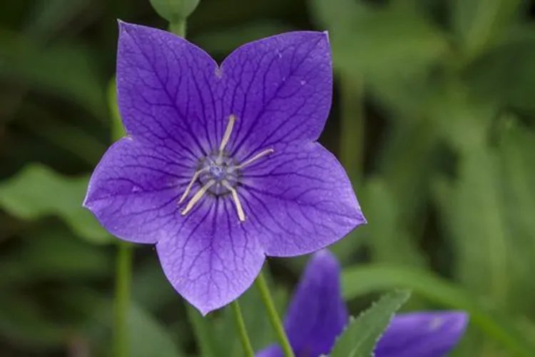 中药桔梗图片大全