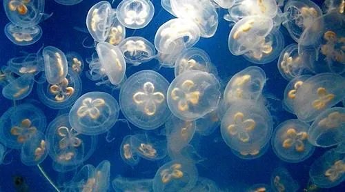 什么叫桃花水母？