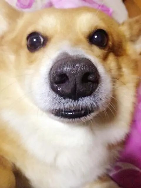 柯基5个月一天能跑多少公里