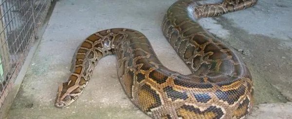 中国目前发现最大的蛇是什么？