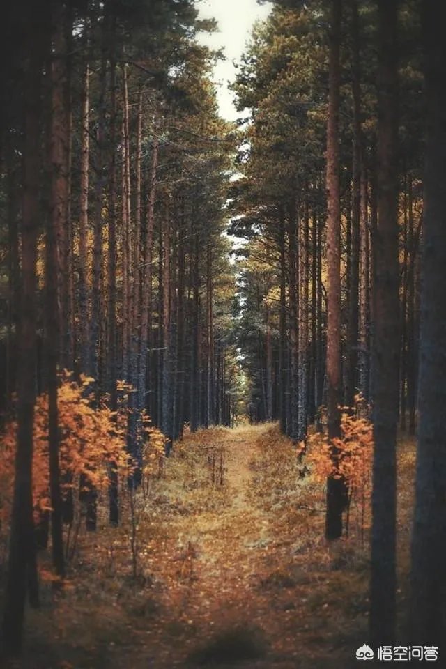 立秋写一首小诗