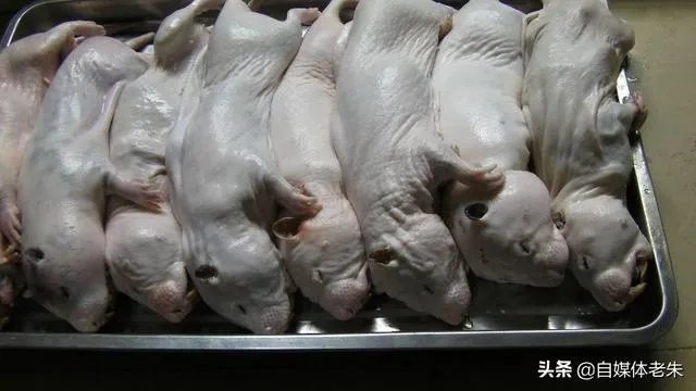 疫情后，竹鼠养殖前景会如何？