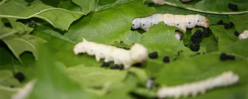 蚕沙是什么 蚕沙是什么东西