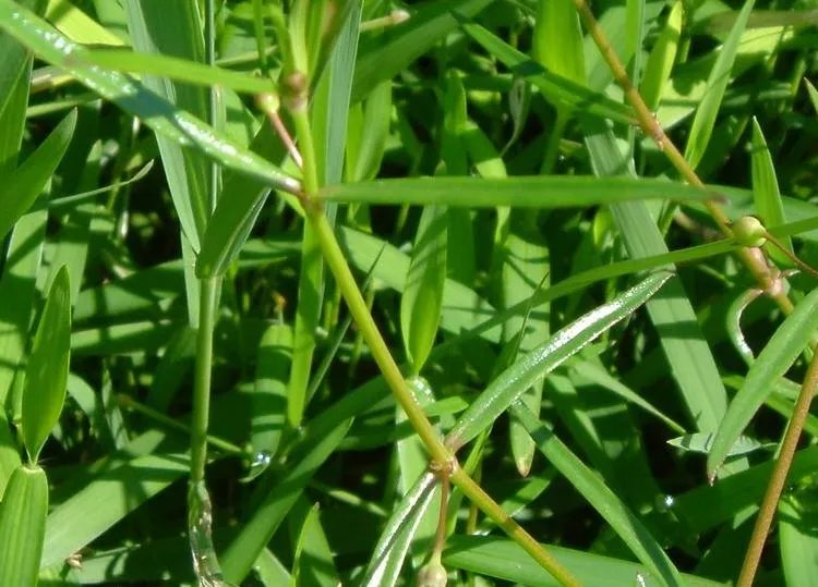 白花蛇舌草的功效与作用