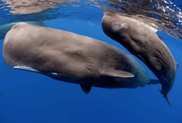 在澳大利亚南端一海滩上，有14头抹香鲸搁浅后死亡，你对该动物有何了解？