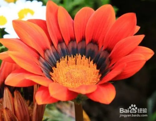 勋章花的养殖方法