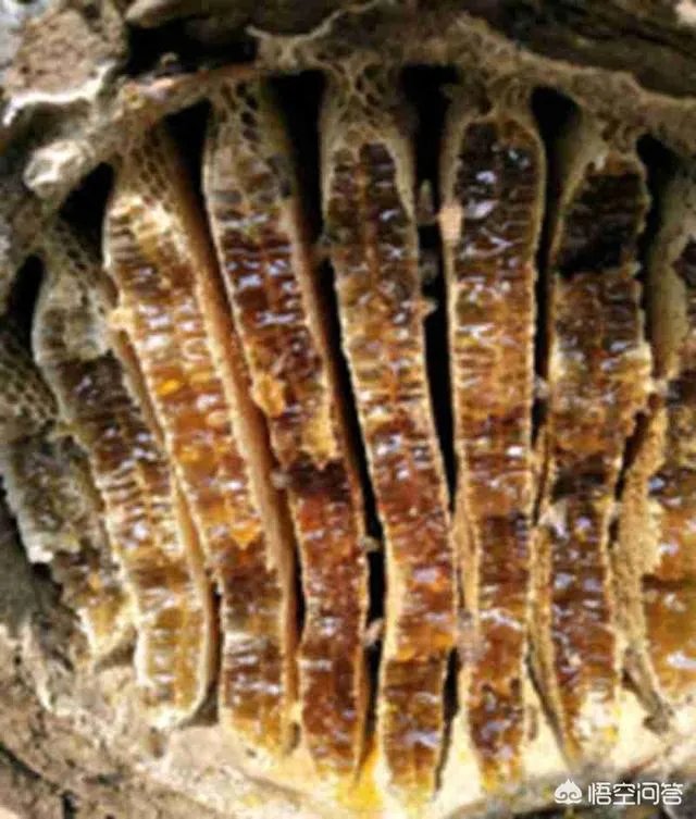 农村人自己养的蜂蜜怎么样？贵吗？