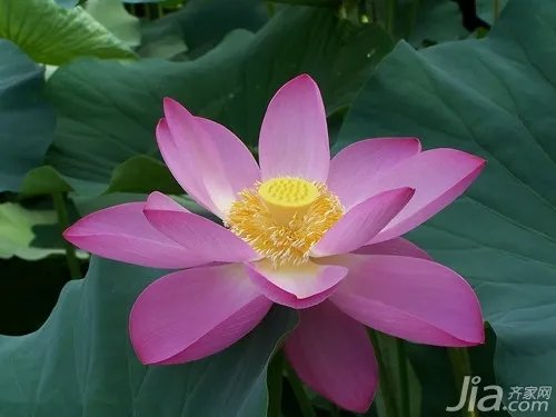 荷花的象征是什么 荷花的象征意义