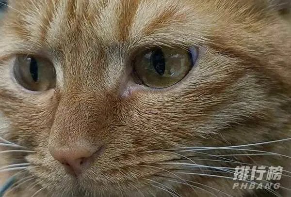 oppo reno4 se支持nfc吗_oppo reno4 se有没有nfc功能