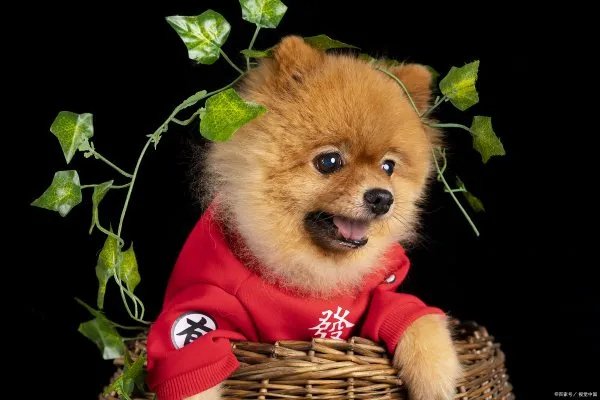 俊介是此前在网上很红的一只日本狗狗，萌犬俊介是什么品种？