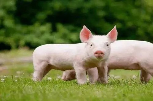 猪肉的价格为何持续上涨,什么时候可以趋于平缓?