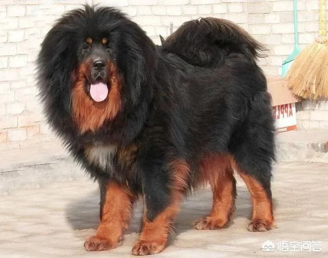 杜高犬和藏獒哪种厉害一些？