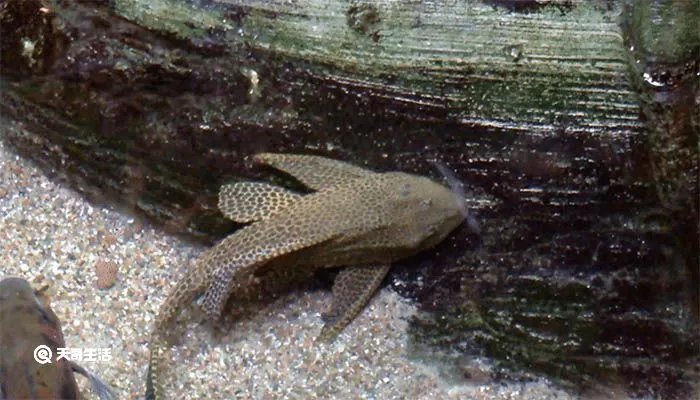 清道夫吃什么 清道夫能随便放生吗