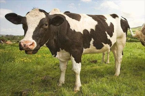 在印度牛被视为圣物不可以吃牛肉，最后牛是怎么处理的？