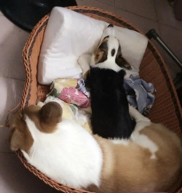 柯基5个月一天能跑多少公里