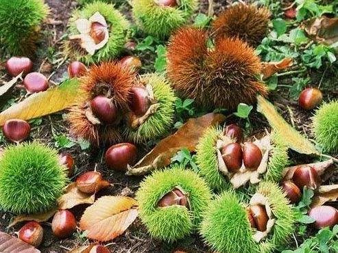 板栗树怎么种植才好 教你4个小技巧