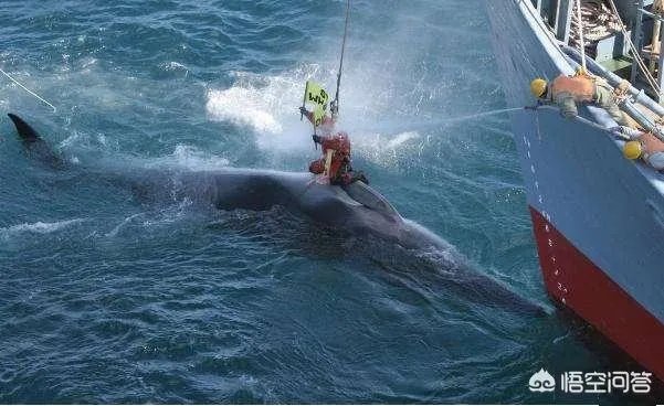 日本退出《全球禁止捕鲸公约》是出于政治目的还只是经济目的？