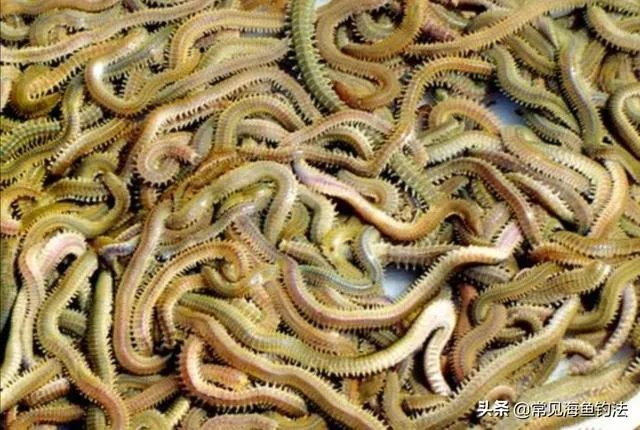 海中钓鱼用什么饵？