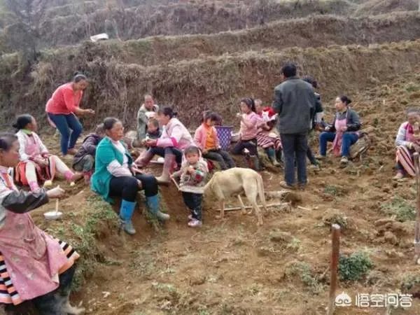 为什么现在贵州有的地方不让种玉米？