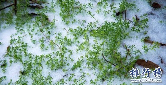 2018年立春是哪一天 春分和立春的区别是什么