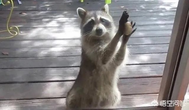 可以养殖小浣熊吗？都需要什么条件？