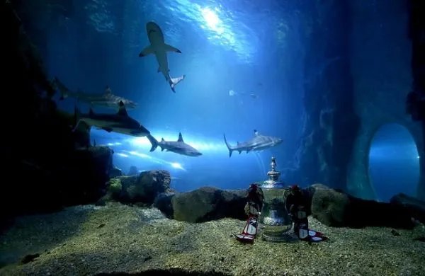 为什么潜水时不能触摸海洋生物?