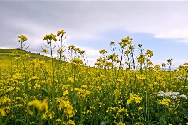 青海门源你去过吗？