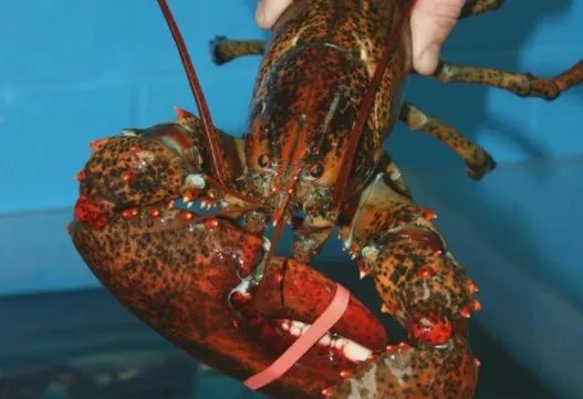 龙虾不会衰老还能不断长大,为什么也难见到有长的特别大的?