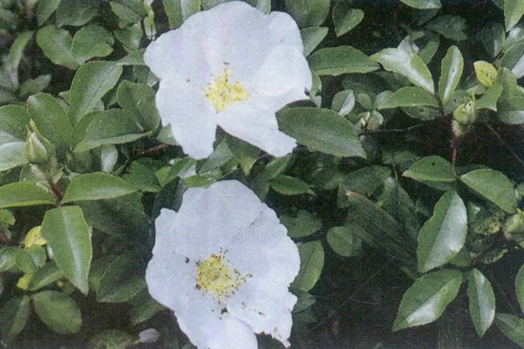 金樱子图片功效与作用