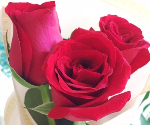 三朵玫瑰花代表什么意思 女人送三朵玫瑰花是什么意思