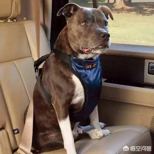 女子投诉滴滴拼车遇两大狗一路狂吠，如女子被咬伤谁应该负责？