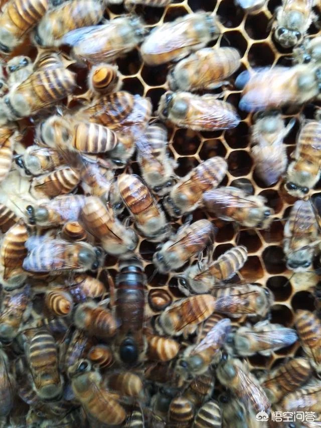 农村人自己养的蜂蜜怎么样？贵吗？