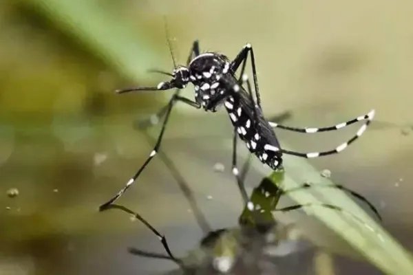 世界上最毒的蚊子