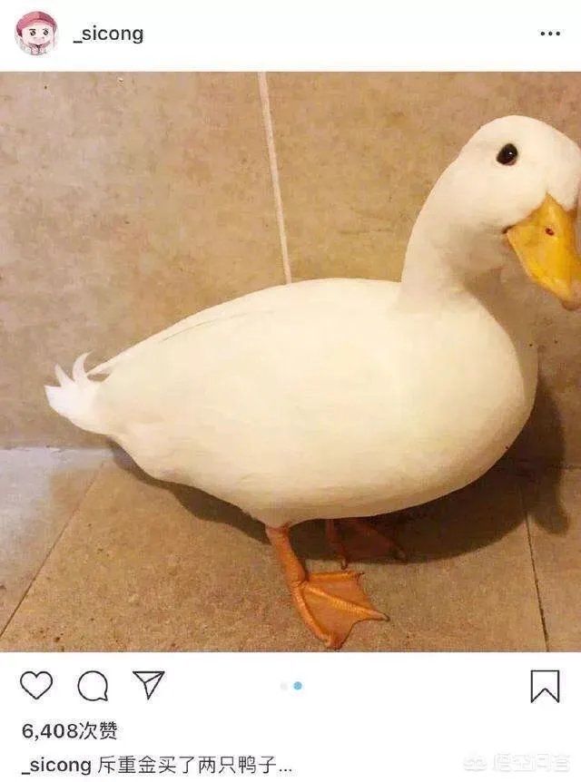 王思聪斥重金上万元买鸭子，新的宠物届“名媛”要诞生了吗？