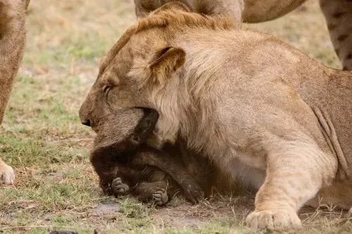 平头哥蜜獾到底有多强大？