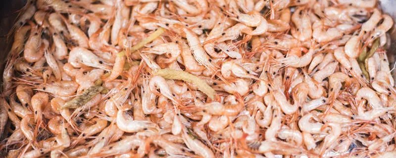 小虾吃什么 小虾吃什么东西