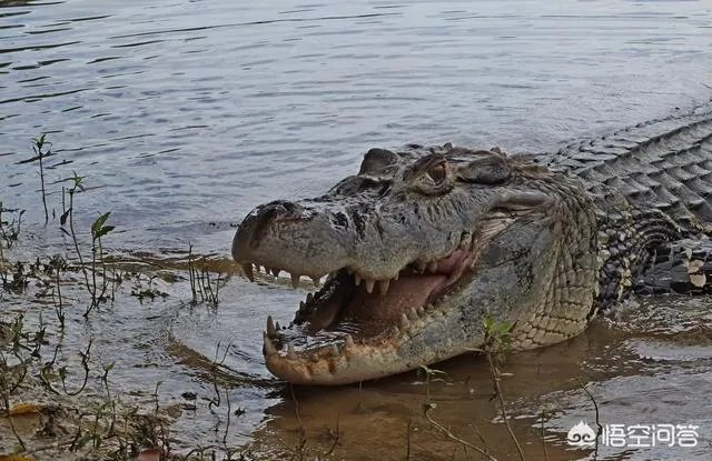豹子为什么敢吃鳄鱼