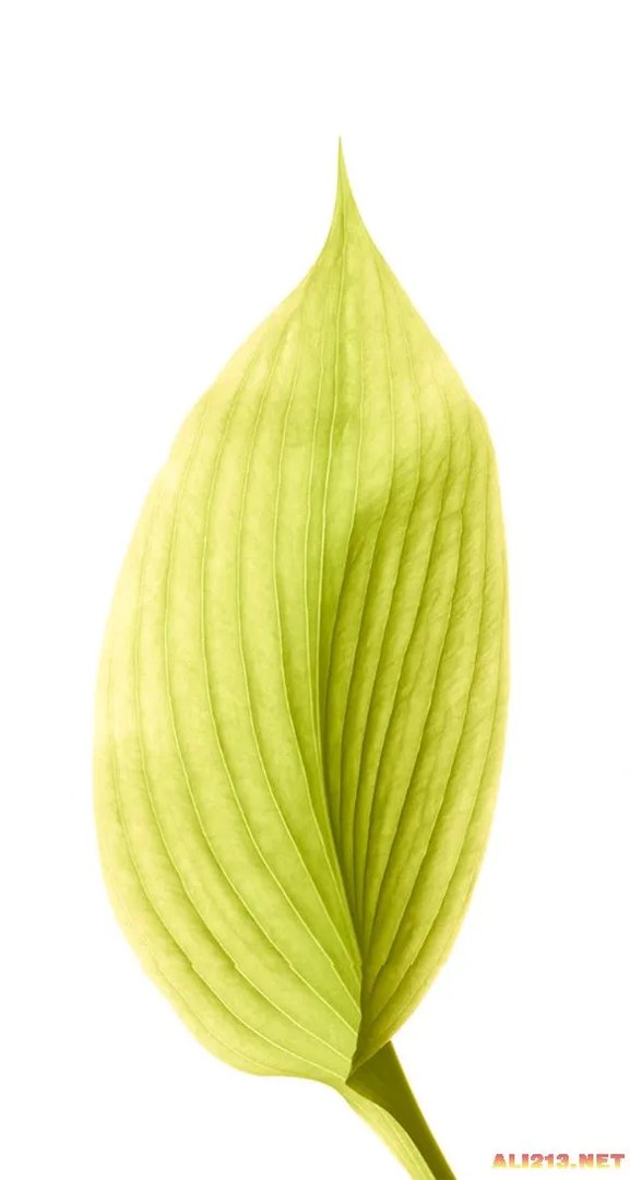 苹果iOS 8原生壁纸出炉 看起来真的很不错！