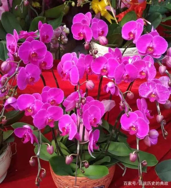 蝴蝶兰花期多长时间？什么温度适合？