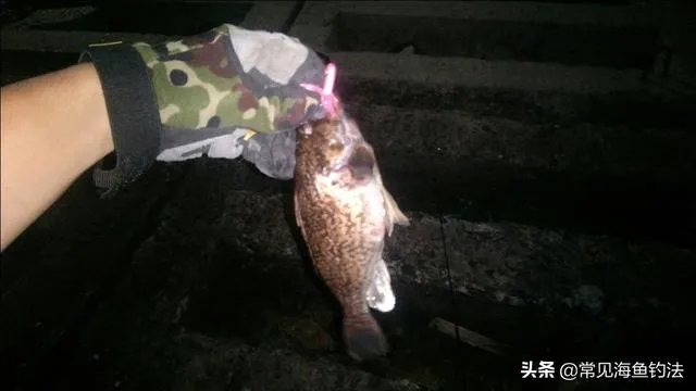 海中钓鱼用什么饵？