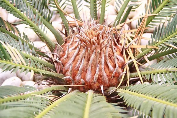 铁树一叶的功效与作用