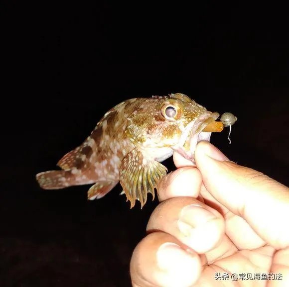 海中钓鱼用什么饵？