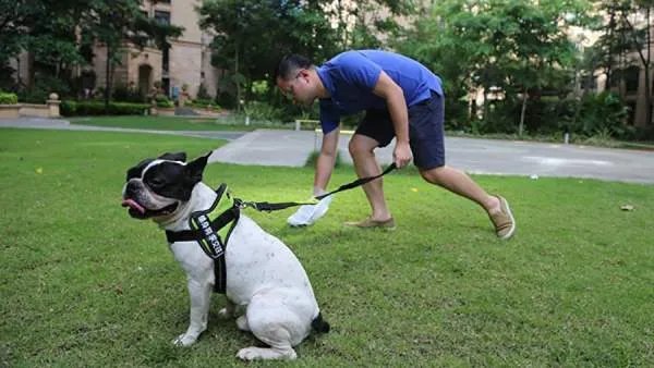 老人被狗绳绊倒摔地后身亡，狗的主人是否该负责任？