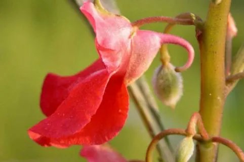 指甲花的学名叫什么 指甲花的学名百度百科