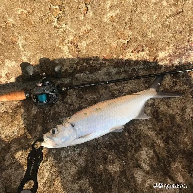谁可以分享一下路亚钓鱼技巧？