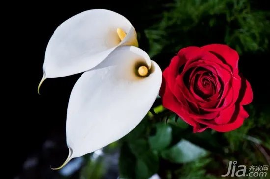 蓝色马蹄莲的花语是什么